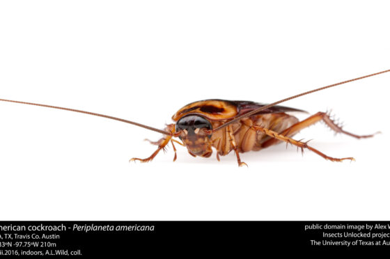 Nel DNA gli scarafaggi nascondono il segreto della loro resistenza