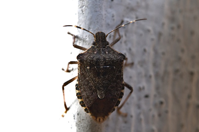 Halyomorpha halys (Hemiptera: Pentatomidae)