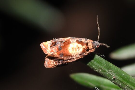 Tortricidae – Ditula angustiorana