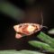 Tortricidae - Ditula angustiorana