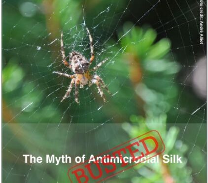 Il mito della seta di ragno antibiotica