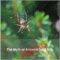 Il mito della seta di ragno antibiotica