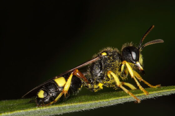 I voli di apprendimento visti con gli occhi delle vespe (Cerceris australis) – Video
