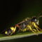 I voli di apprendimento visti con gli occhi delle vespe (Cerceris australis) - Video