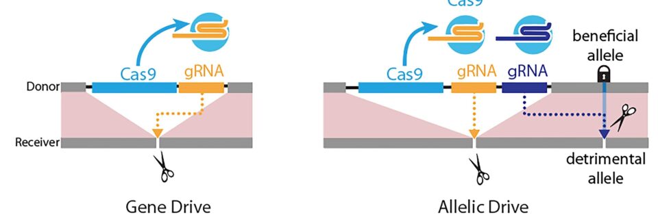 Immagine delle funzioni del gene drive