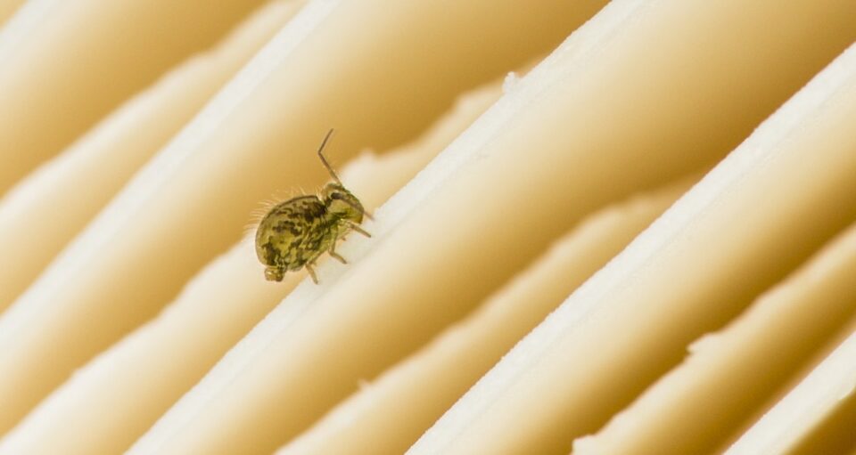 Collembolo su lamelle di fungo (foto su licenza Envato) I collemboli non sono insetti anche se hanno sei zampe?