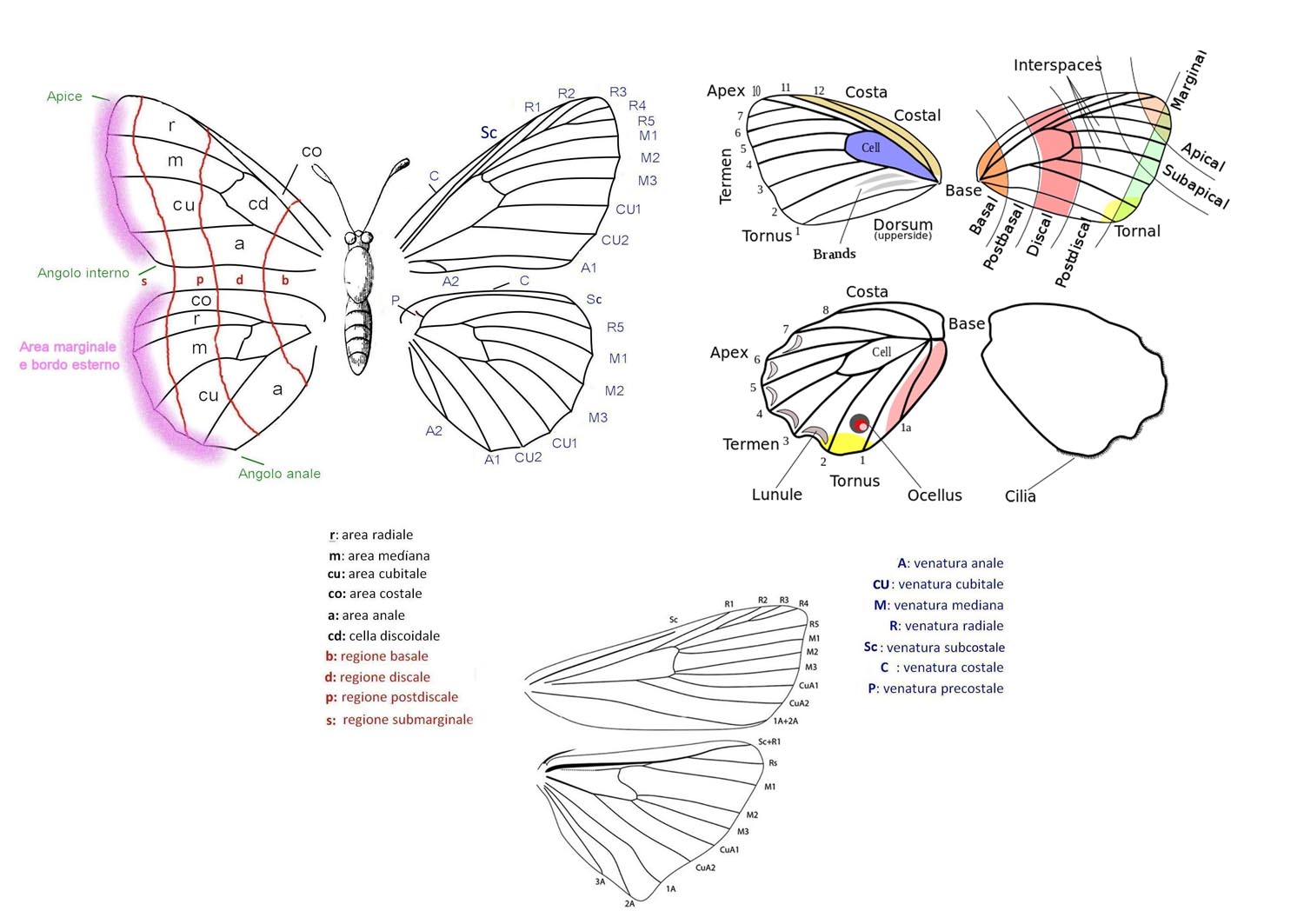 anatomia lepidotteri
