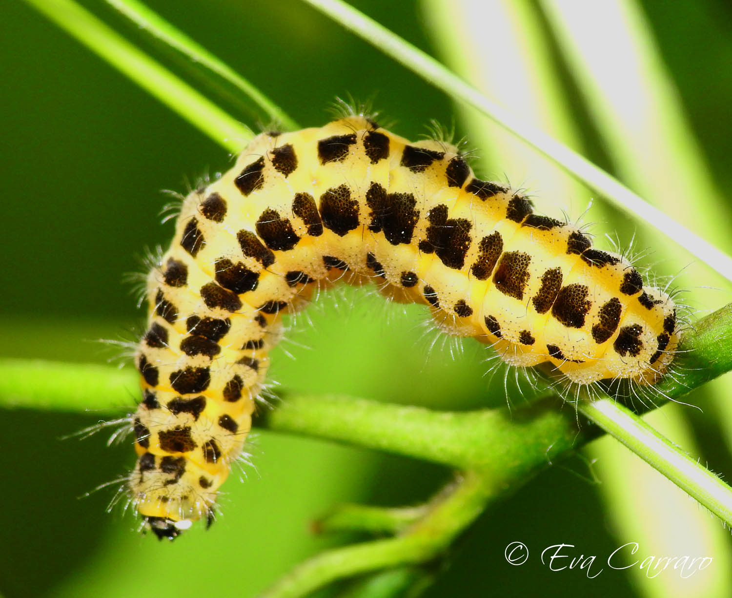 Zygaena filipendulae