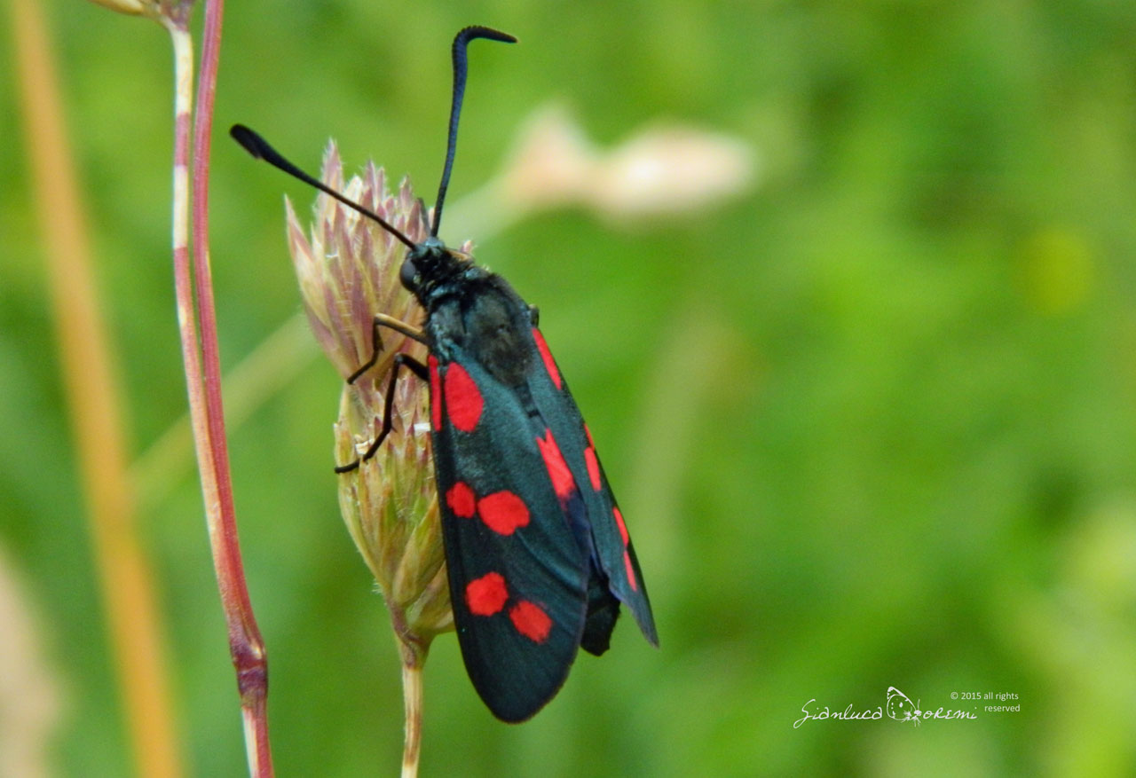 Zygaena filipendulae